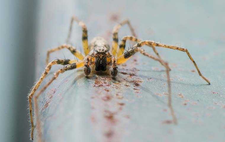 spider in a home