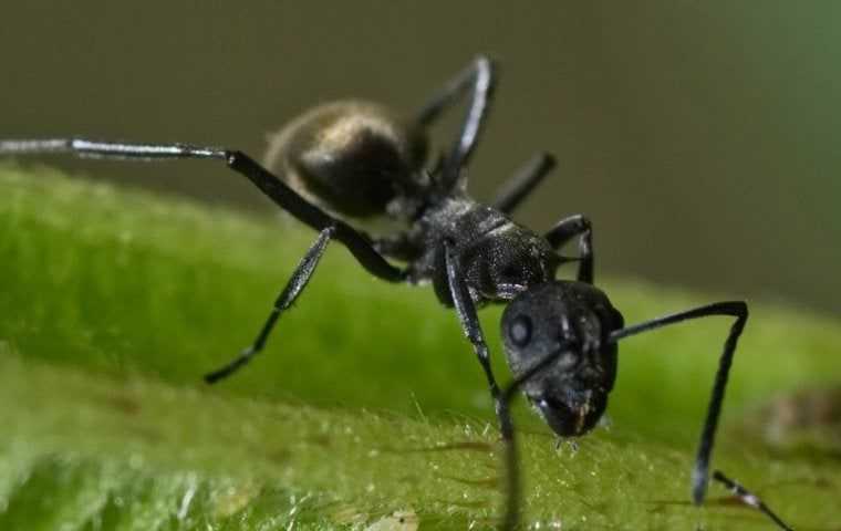 black ant on a plant