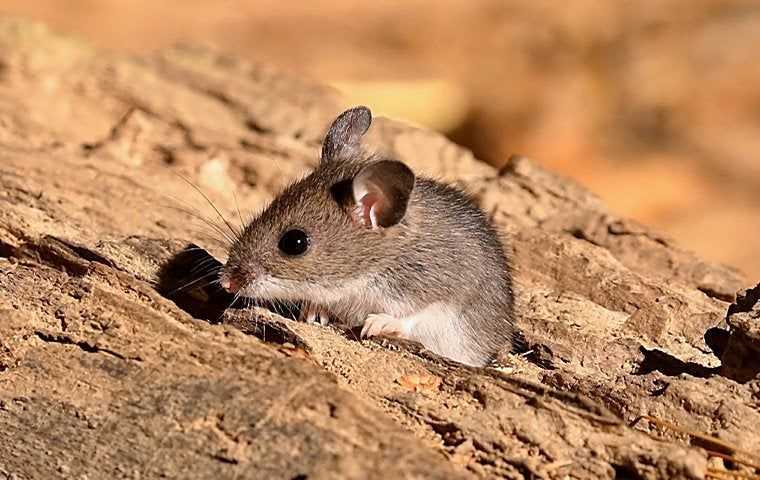 a little field mouse