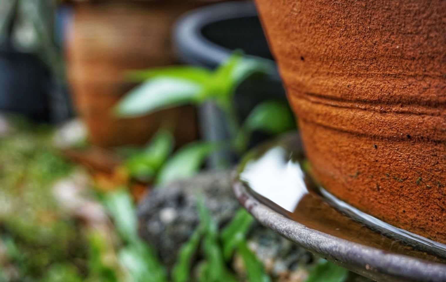 standing water around a home