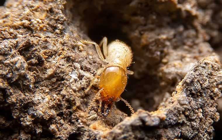 termite coming out of a hole