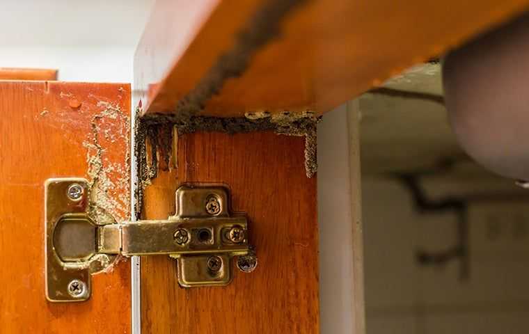 termite damage to a cabinet