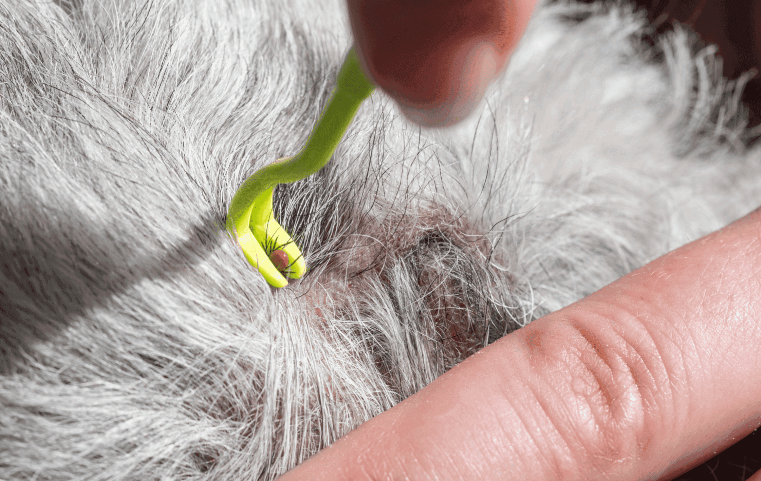 removing a tick from a dog