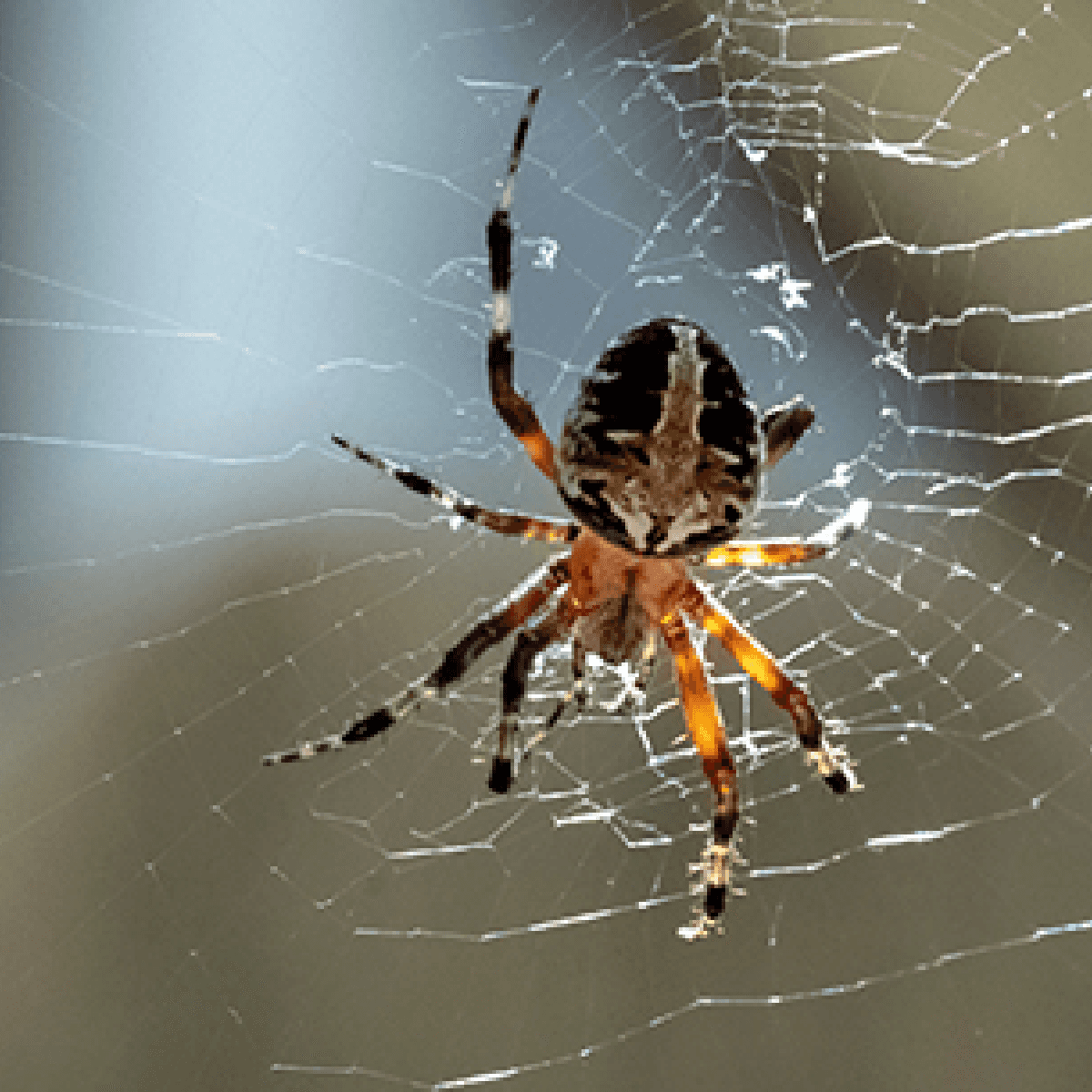 spider on a web