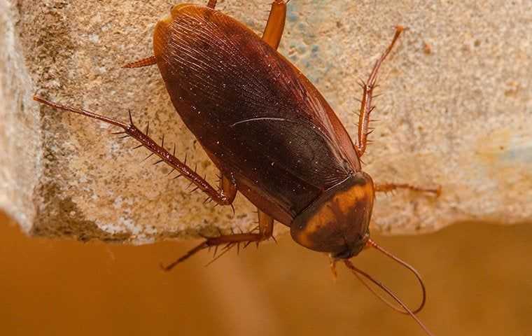 big american cockroach in a home