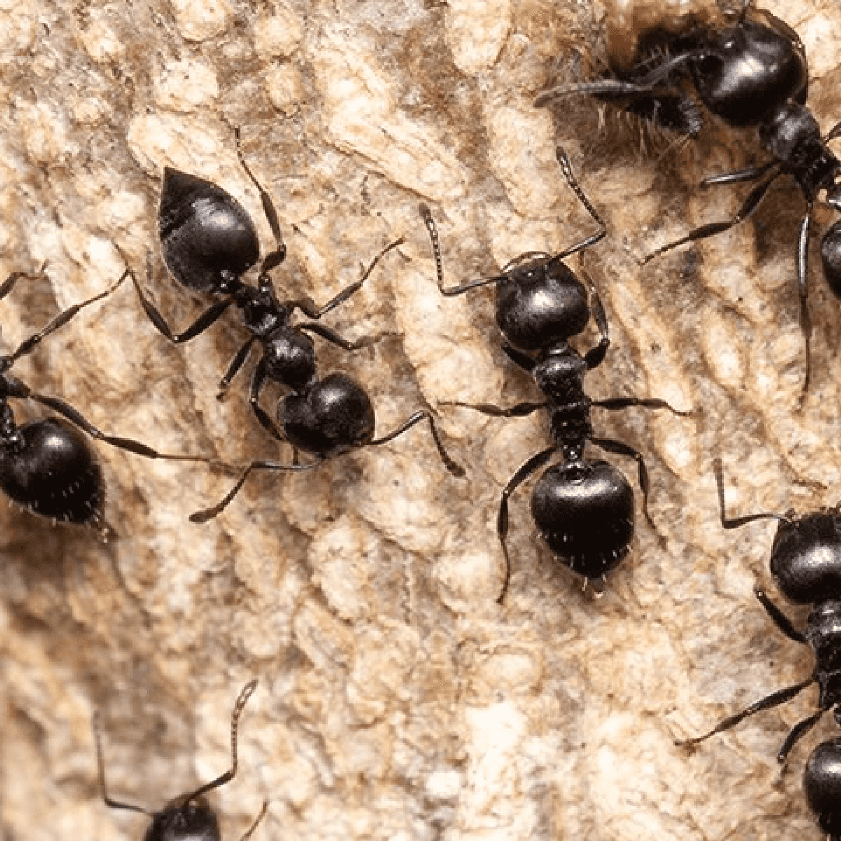 some black ants