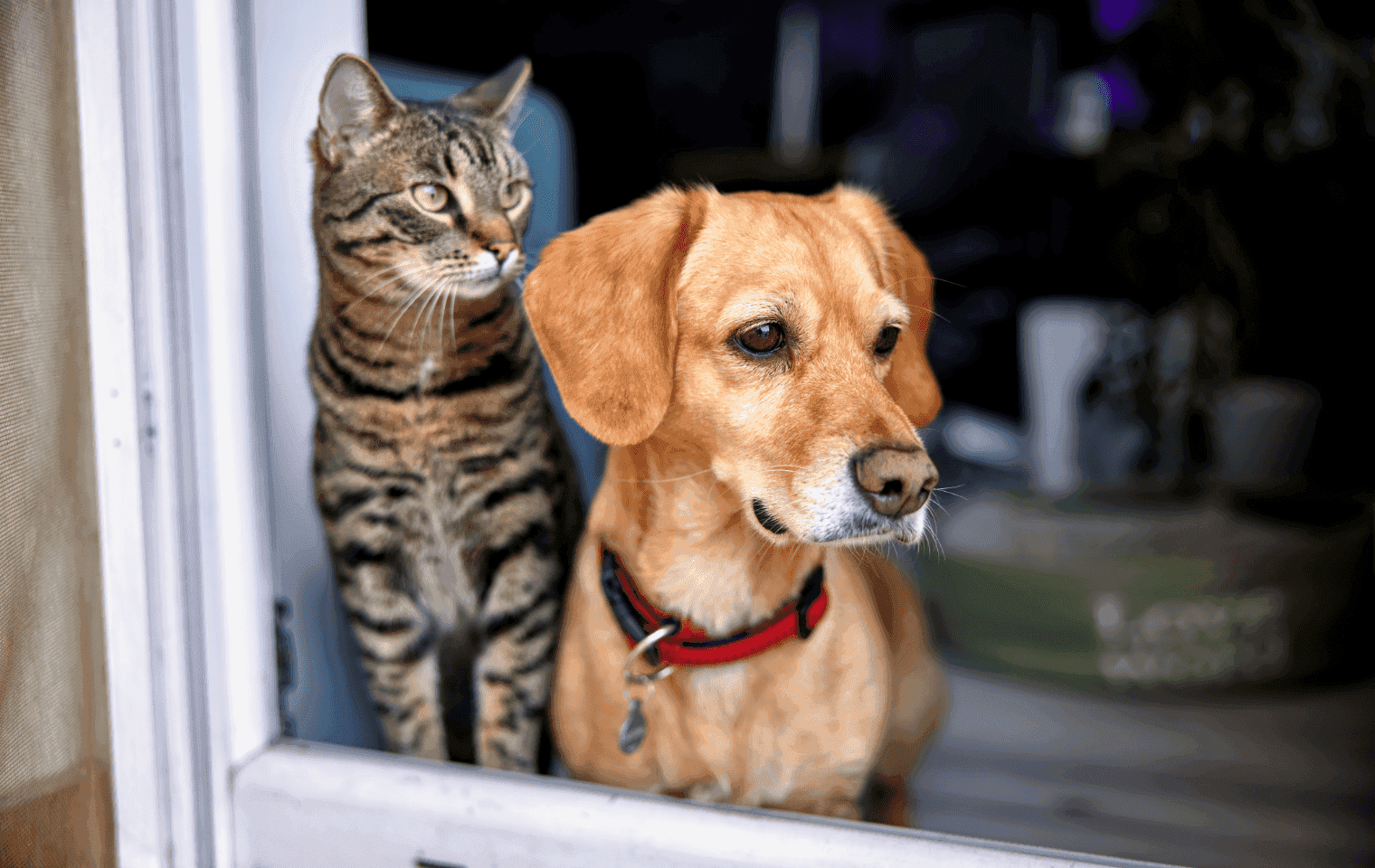 a dog and cat looking out a window