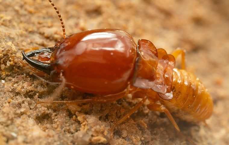 big termite up close