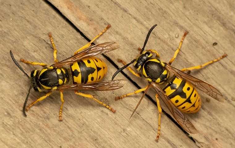 stinging insects on wood