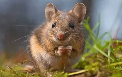 fieldmouse plotting revenge