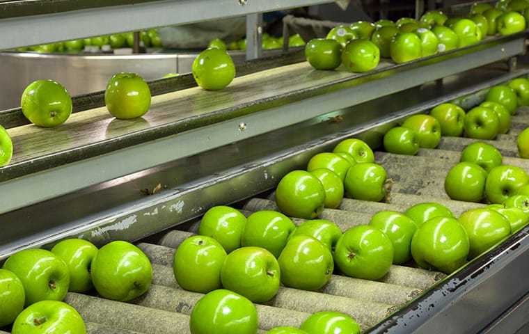 Apple processing plant