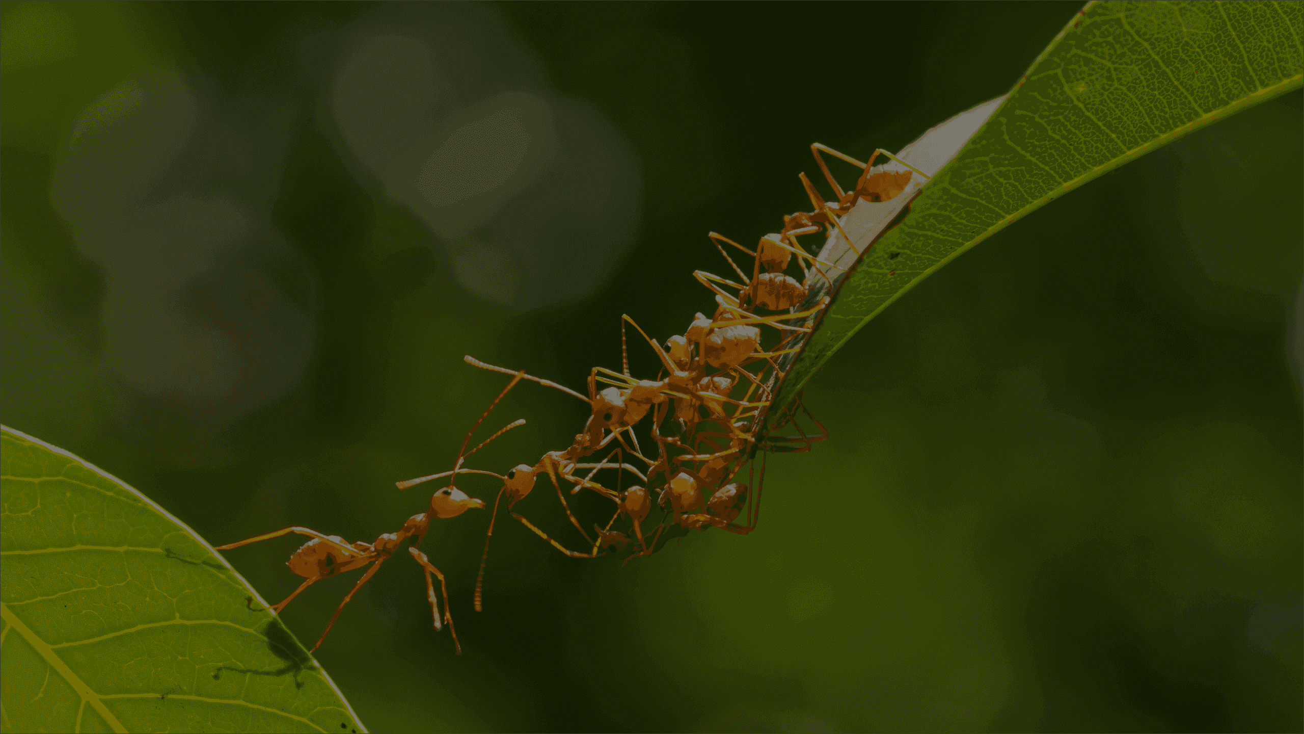 ants forming a bridge between two leaves